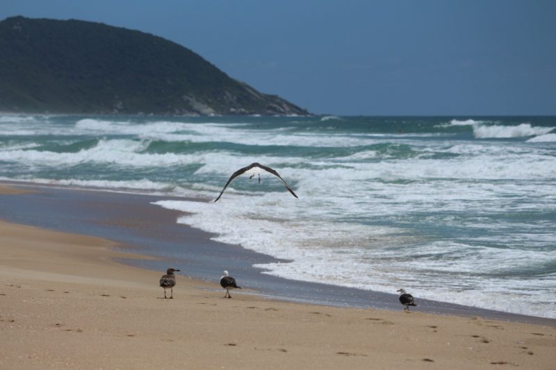 aves devolvidas à natureza em Florianópolis