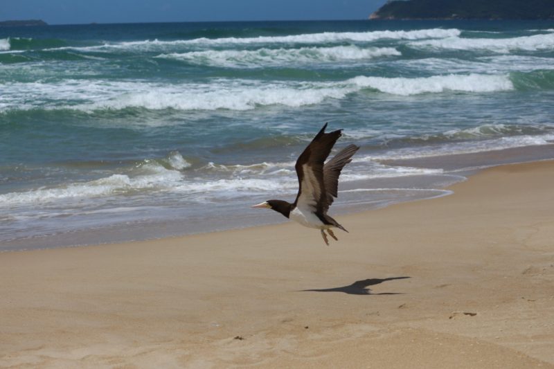 ave em florianópolis
