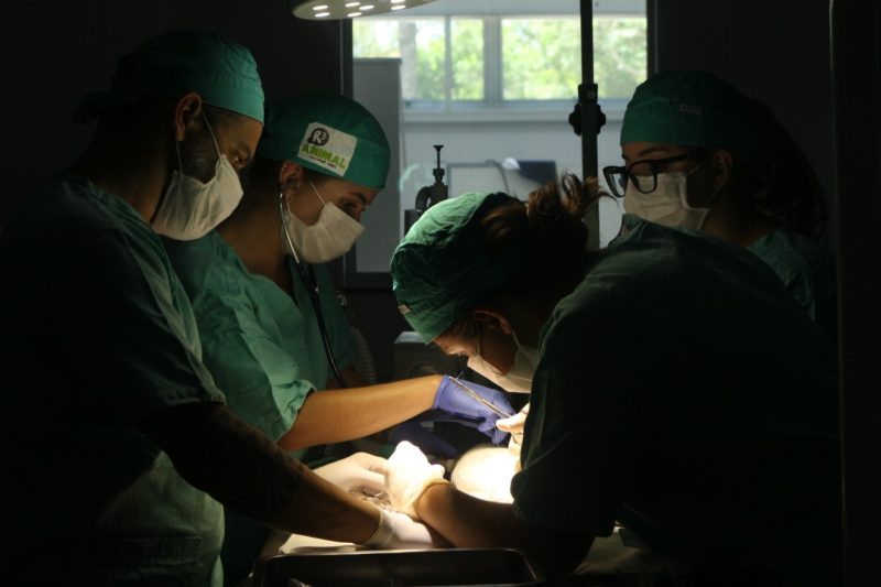 cirurgia de atobá-pardo 