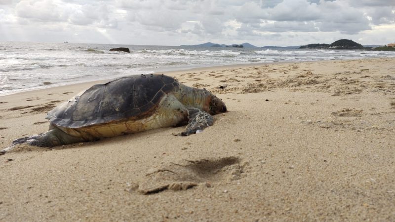Ela foi enterrada no local para seguir o ciclo natural de decomposi&ccedil;&atilde;o. – Foto: Adriano Mendes/NDTV