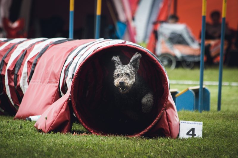 Pet places proporcionam lazer e saúde aos animais de estimação – Foto: Angel Luciano/Unsplash