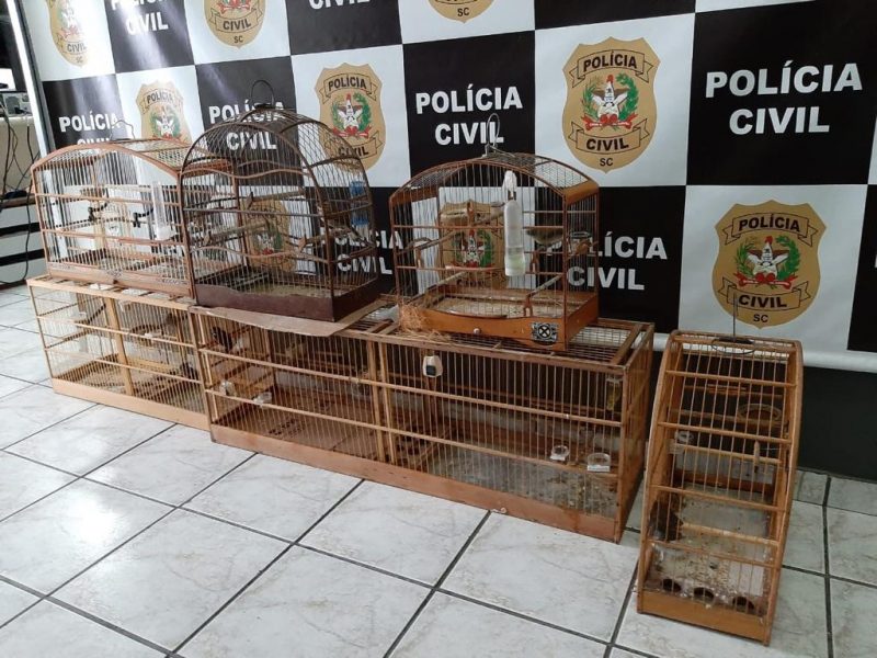 Sete aves silvestres que estavam sendo mantidas no local ilegalmente foram apreendidas. – Foto: Polícia Civil/Divulgação