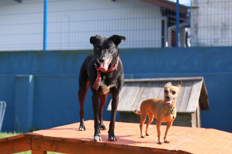 Cadela Lua foi resgatada após ser espancada em Florianópolis