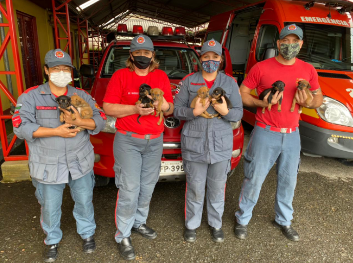 Sete filhotes ainda est&atilde;o dispon&iacute;veis para ado&ccedil;&atilde;o – Foto: CBM/Divulga&ccedil;&atilde;o