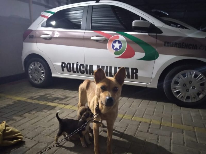 C&atilde;es s&atilde;o resgatados de maus-tratos em Indaial – Foto: Divulga&ccedil;&atilde;o/Pol&iacute;cia Militar