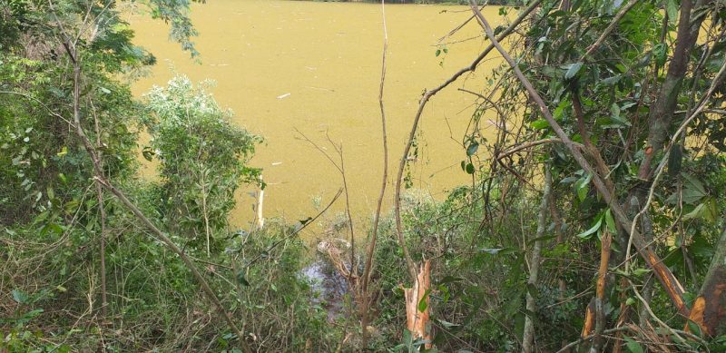 Imagem do rio irani com árvores e galhos quebrados onde passou a carreta. No rio aparece o rodado da carreta submersa.