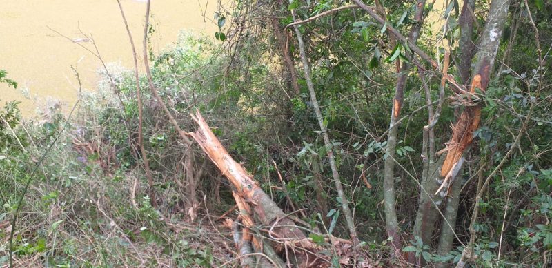 Imagem do rio irani com árvores e galhos quebrados onde passou a carreta. No rio aparece o rodado da carreta submersa.