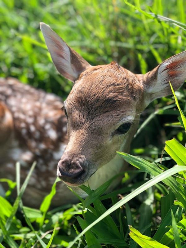 Filhotes nasceram nos primeiros dias do ano. – Foto: Zoo Balne&aacute;rio Cambori&uacute;/Divulga&ccedil;&atilde;o