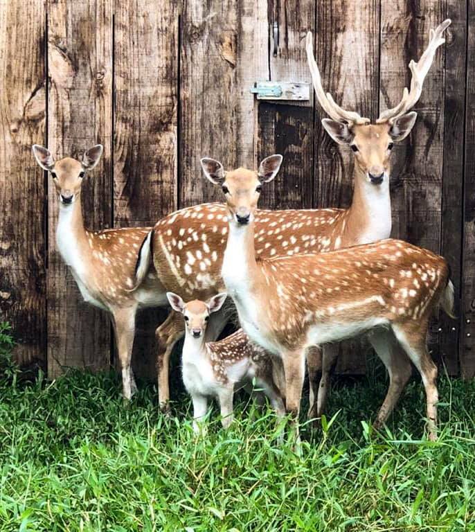 Agora, o zoo tem tr&ecirc;s filhotes de cervo-dama. – Foto: Zoo Balne&aacute;rio Cambori&uacute;/Divulga&ccedil;&atilde;o