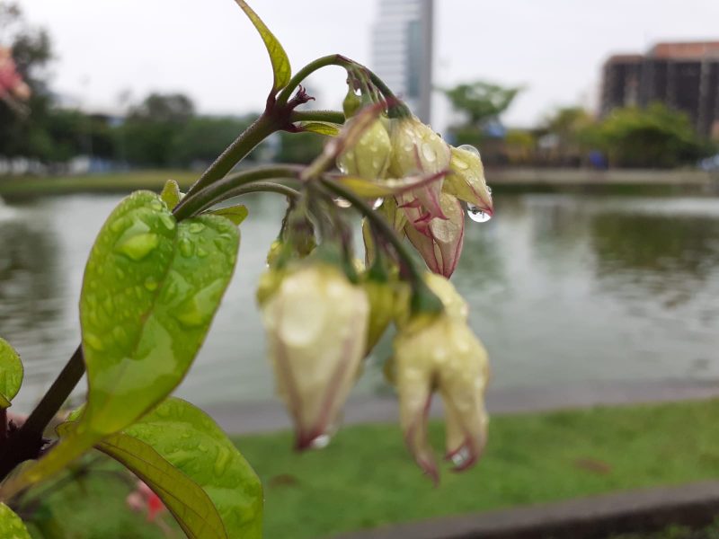 Chuva constante em Blumenau deve permanecer até o início da próxima semana – Foto: Ketlin Ciquelero/ND Mais