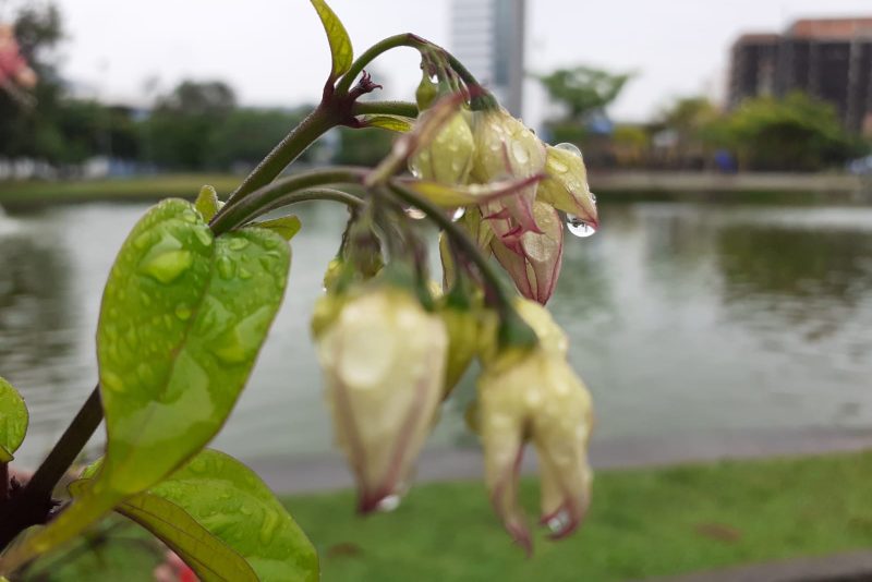 Chuva constante em Blumenau deve permanecer até o início da próxima semana – Foto: Ketlin Ciquelero/Arquivo/ND