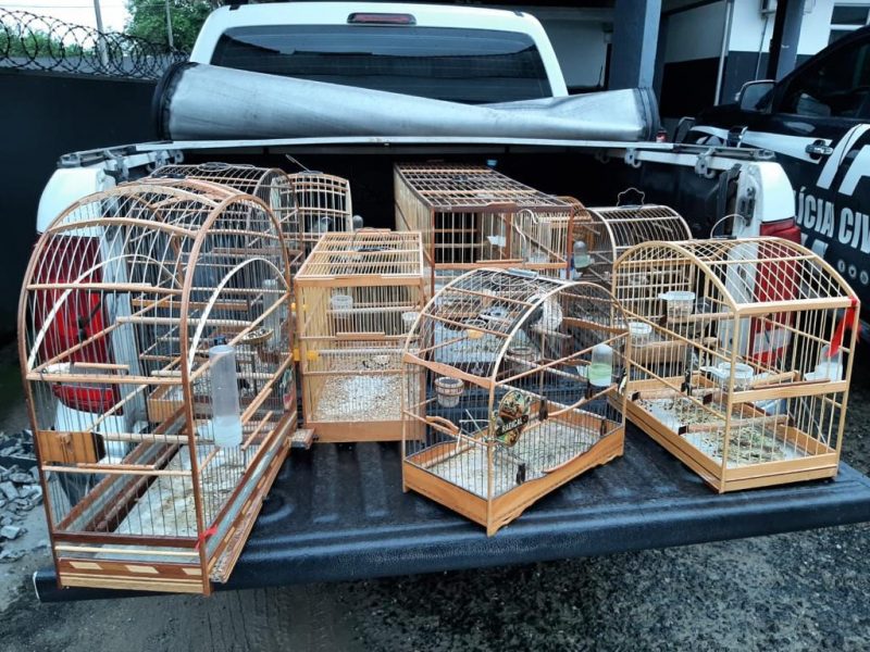 Foram apreendidos arma, muni&ccedil;&otilde;es, drogas, dinheiro e animais silvestres. – Foto: Pol&iacute;cia Civil/Divulga&ccedil;&atilde;o