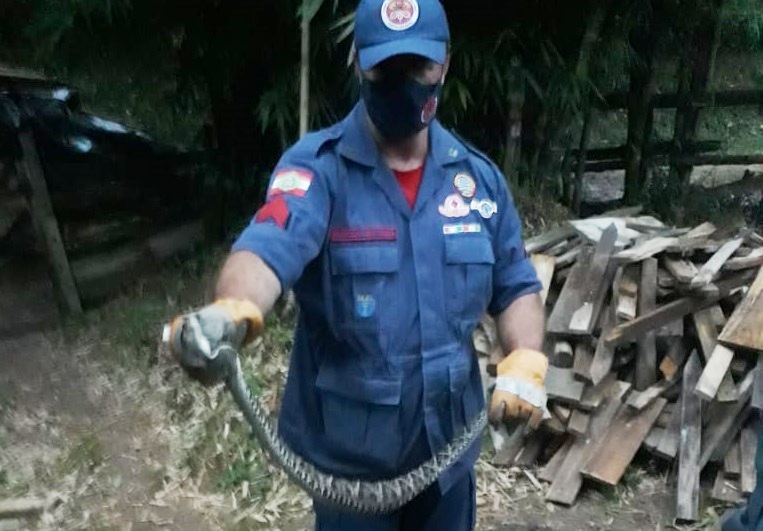 Cobra capturada pelos bombeiros tem 1,2 metro – Foto: CBM/Divulgação