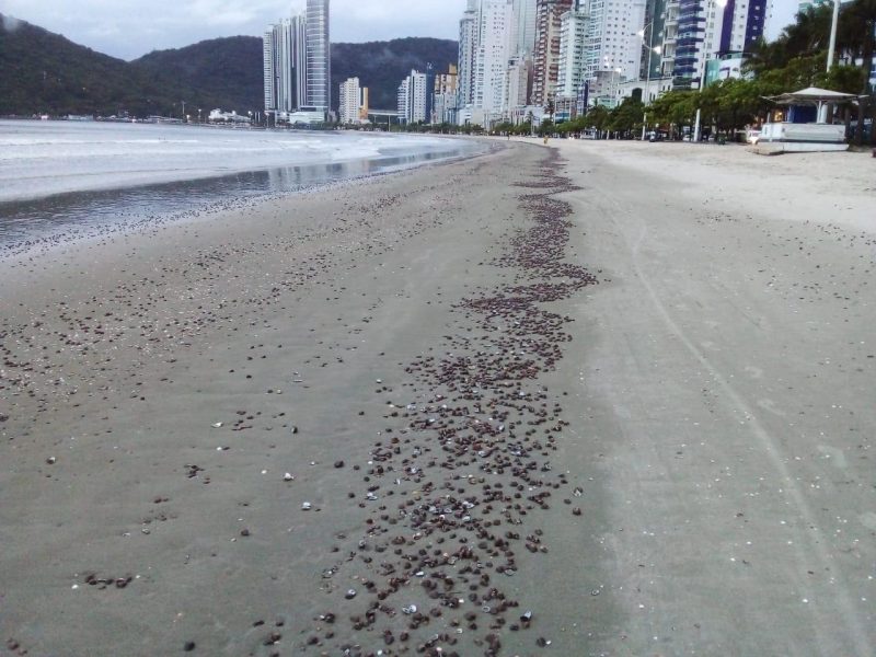 Tivela &eacute; uma esp&eacute;cie recorrente na regi&atilde;o. – Foto: Divulga&ccedil;&atilde;o