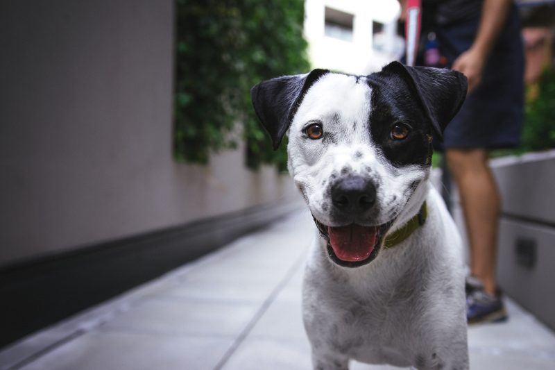 PL sobre animais de estimação em SC
