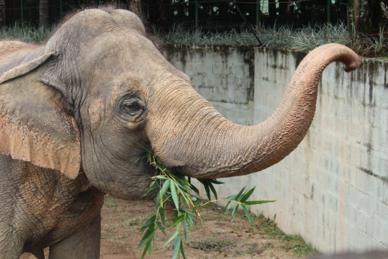 Comida fresquinha vai bem cinco vezes por dia! – Foto: Divulgação/Zoo Pomerode