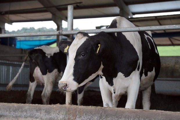 Empresas deverão rastrear leite em Santa Catarina para reduzir casos de brucelose e turbeculose bovina, que podem atingir humanos também