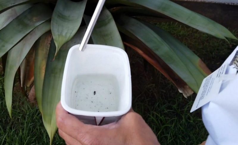 Agentes da sa&uacute;de j&aacute; localizaram 31 focos do mosquito da dengue em Blumenau em 2021 – Foto: Michele Lamin/PMB