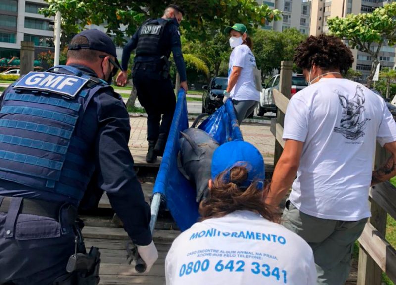 GMF e R3 Animal trabalharam no resgate do animal – Foto: Dariana Nesello/R3 Animal/ND