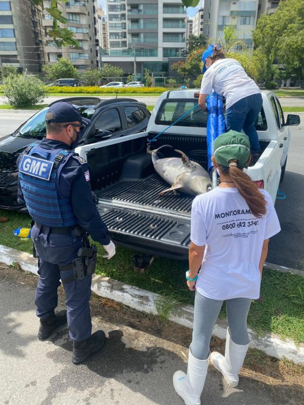 Golfinho encontrado morto em Florianópolis