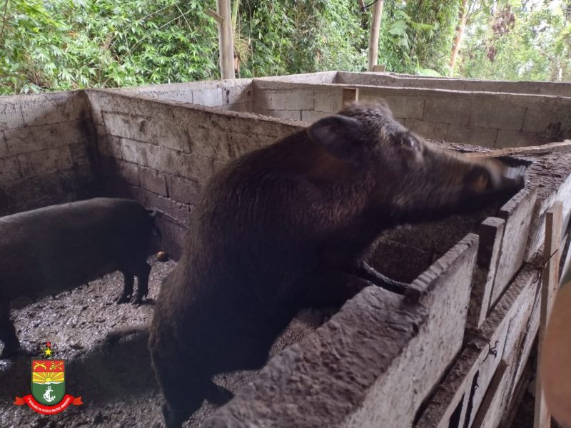 Animais foram resgatados na manhã desta quinta-feira (28) – Foto: PMA/Divulgação