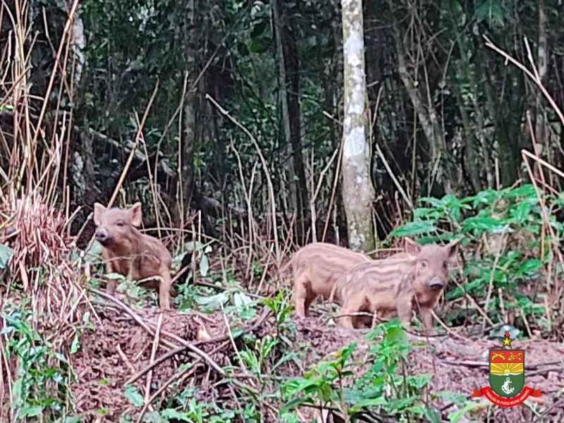 Além do javali macho, outros 19 javaporcos foram resgatados – Foto: PMA/Divulgação