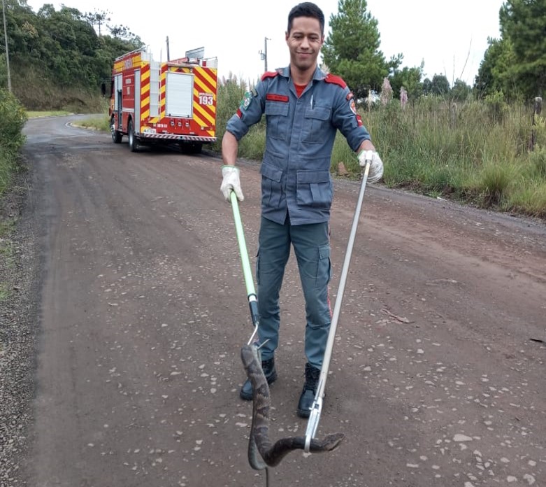Jararaca de grande porte tentou atacar gato de estimação da família – Foto: Corpo de Bombeiros/Divulgação