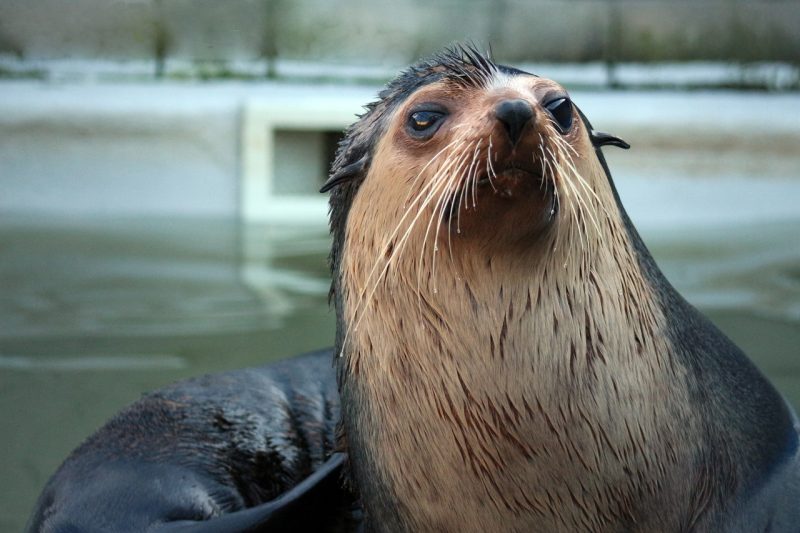 Lobo-marinho-subant&aacute;rtico (Arctocephalus tropicalis) – Foto: Nilson Coelho/Divulga&ccedil;&atilde;o/ND