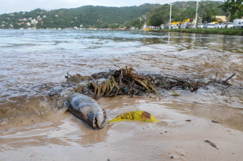 Peixe morto na Lagoa da Conceição