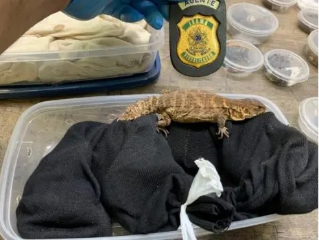 Uma das espécies encontra em posse do russo – Foto: Polícia Federal/ Divulgação