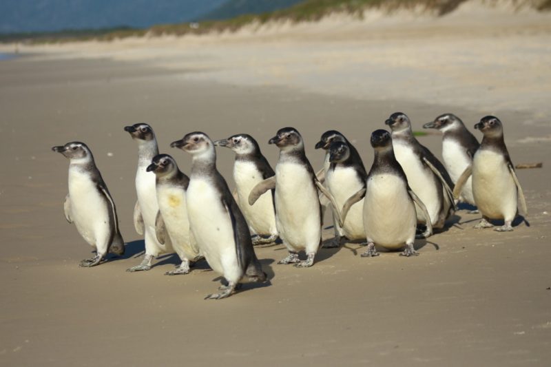 Pinguins e tartarugas são devolvidos à natureza após reabilitação em Rio  Grande; vídeo, Rio Grande do Sul