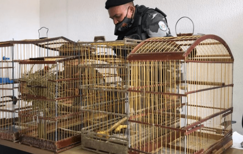 Polícia Militar divulgou imagem com apreensão de gaiolas com passarinhos – Foto: Divulgação