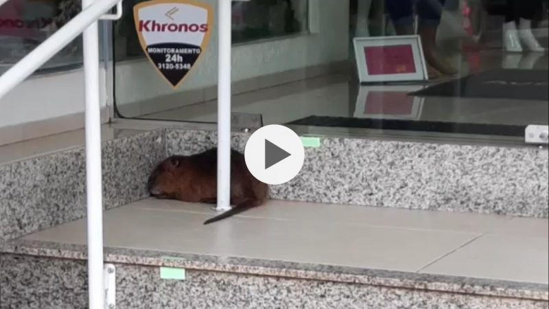 Rat&atilde;o-do-banhado &eacute; capturado pela Guarda Municipal no Centro de Chapec&oacute; – Foto: Reprodu&ccedil;&atilde;o v&iacute;deo/Diego Antunes/Divulga&ccedil;&atilde;o/ND