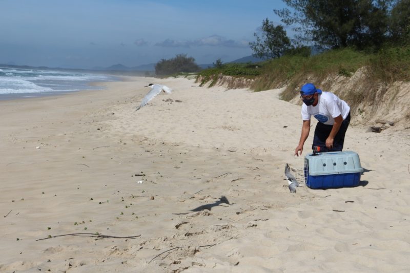 Soltura de uma ave Trinta R&eacute;is. Foto: Regina Reis/Divulga&ccedil;&atilde;o R3/ND
