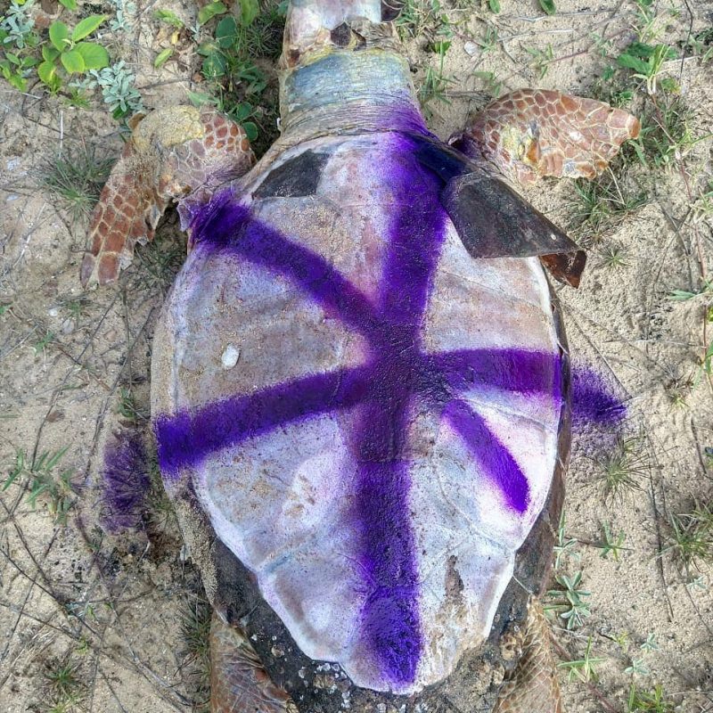 Animais mortos s&atilde;o marcados para facilitar o monitoramento – Foto: PMP-BS/Divulga&ccedil;&atilde;o