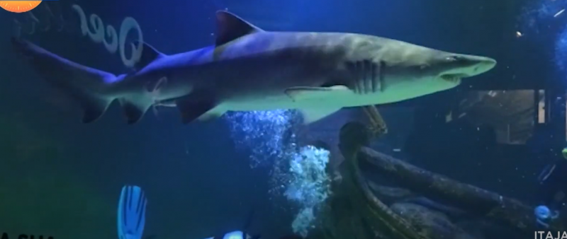 A espécie de tubarão mangona pode ser vista no Oceanic Aquarium, em Balneário Camboriú – Foto: Reprodução NDTV/Divulgação
