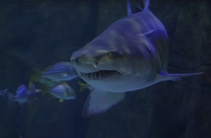 Ataques e tubarões em Balneário Camboriú seria algo improvável, destaca curador do museu de oceanografia da Univali – Foto: Reprodução NDTV/Divulgação