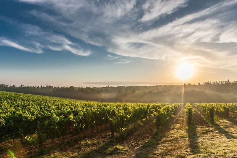 Práticas sustentáveis podem resultar em vinhos de boa qualidade – Foto: Divulgação