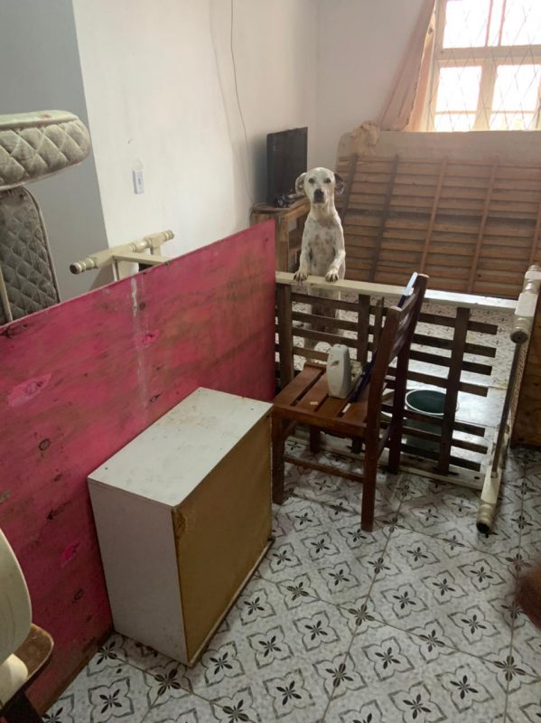 Animais foram resgatados e encaminhados ao Centro de Bem-Estar Animal – Foto: Pol&iacute;cia Civil/Divulga&ccedil;&atilde;o