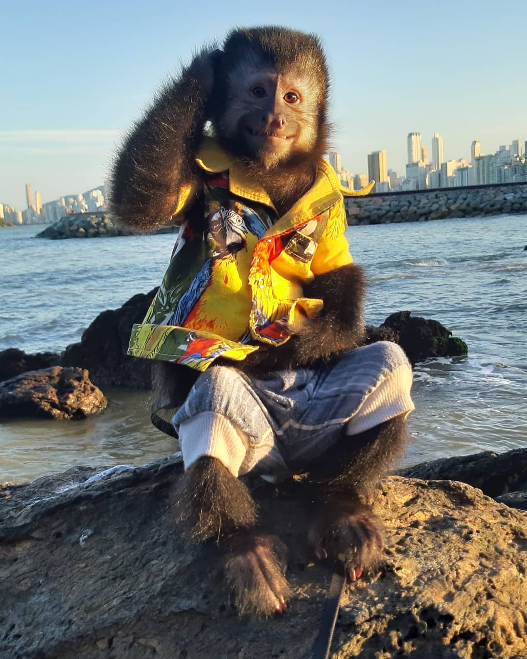 Macacos são fofos.