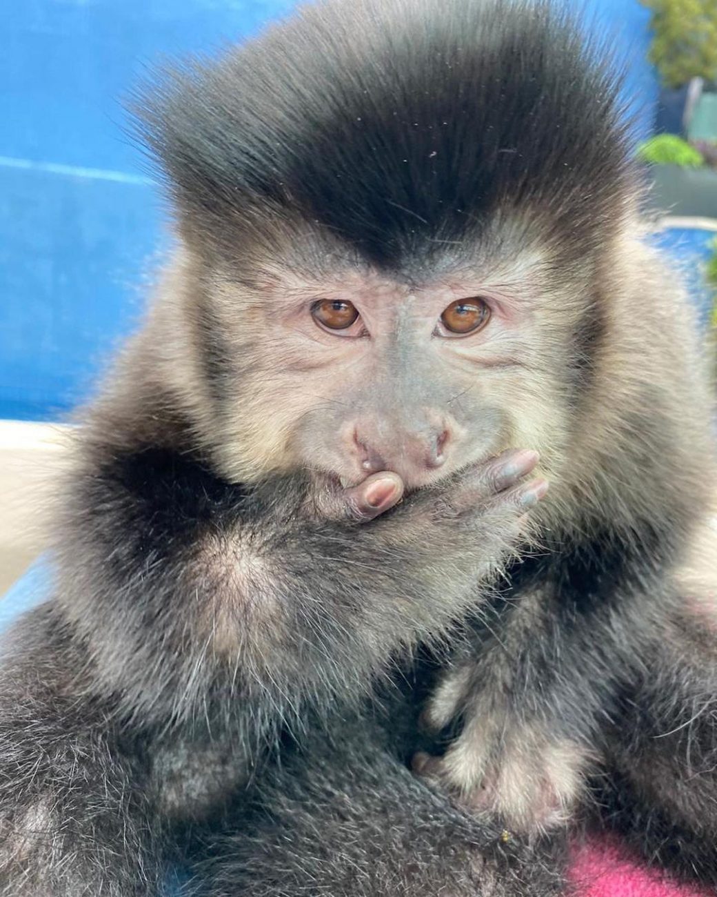 Conheça Antônio, o macaco-prego que faz sucesso em Balneário Camboriú