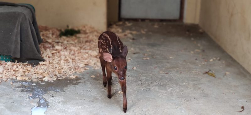 Bambi &eacute; acolhido em Blumenau – Foto: St&ecirc;v&atilde;o Limana/NDTV