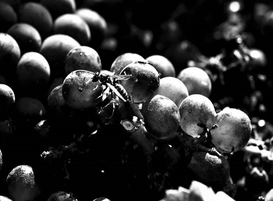 Na produção biodinâmica, uvas e insetos fazem parte do processo em respeito à natureza- Foto: Divulgação