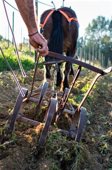 Vinhedo biodinâmico da vinícola catalã Raventós i Blanc, icônico produtor espanhol – Foto: Divulgação