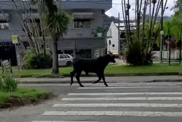 Boi foge e vai parar no Centro de Pomerode – Foto: Jonathas Bonatti / Divulgação