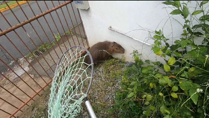 Bi&oacute;logos tiveram que utilizar uma rede para capturar o animal – Foto: Fujama/Divulga&ccedil;&atilde;o/ND