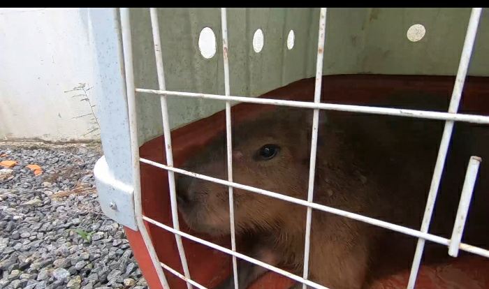 Ap&oacute;s o resgate, ela foi devolvida &agrave; natureza – Foto: Fujama/Divulga&ccedil;&atilde;o/ND