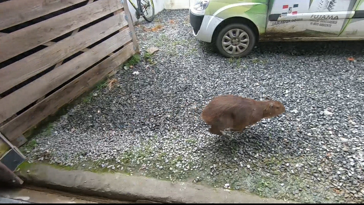Capivara deu trabalho para ser capturada em Jaragu&aacute; do Sul – Foto: Fujama/Divulga&ccedil;&atilde;o/ND