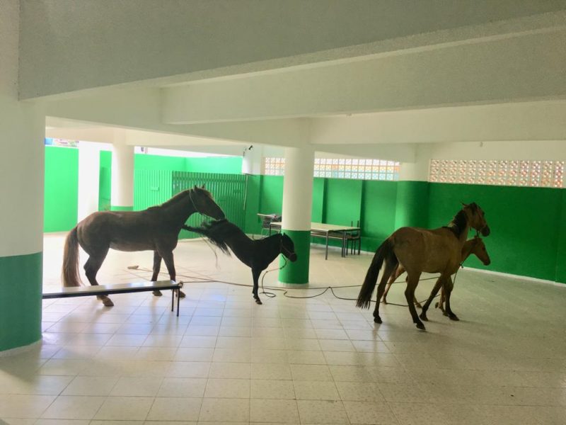 Cavalos invadem escola e assustam professores e funcion&aacute;rios – Foto: Gisele Rosa