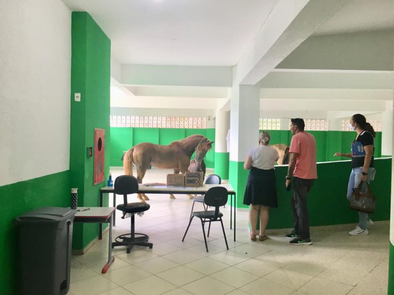 Professores conseguiram retirar os animais da escola – Foto: Gisele Rosa